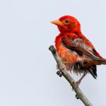 Red Weaver.