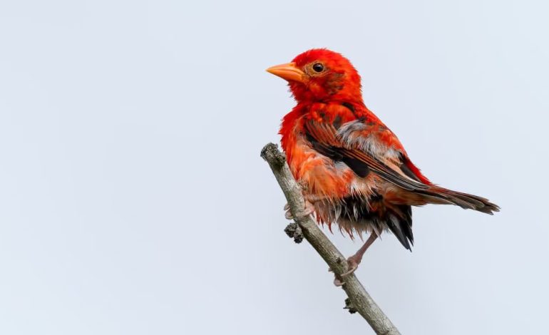 Red Weaver.