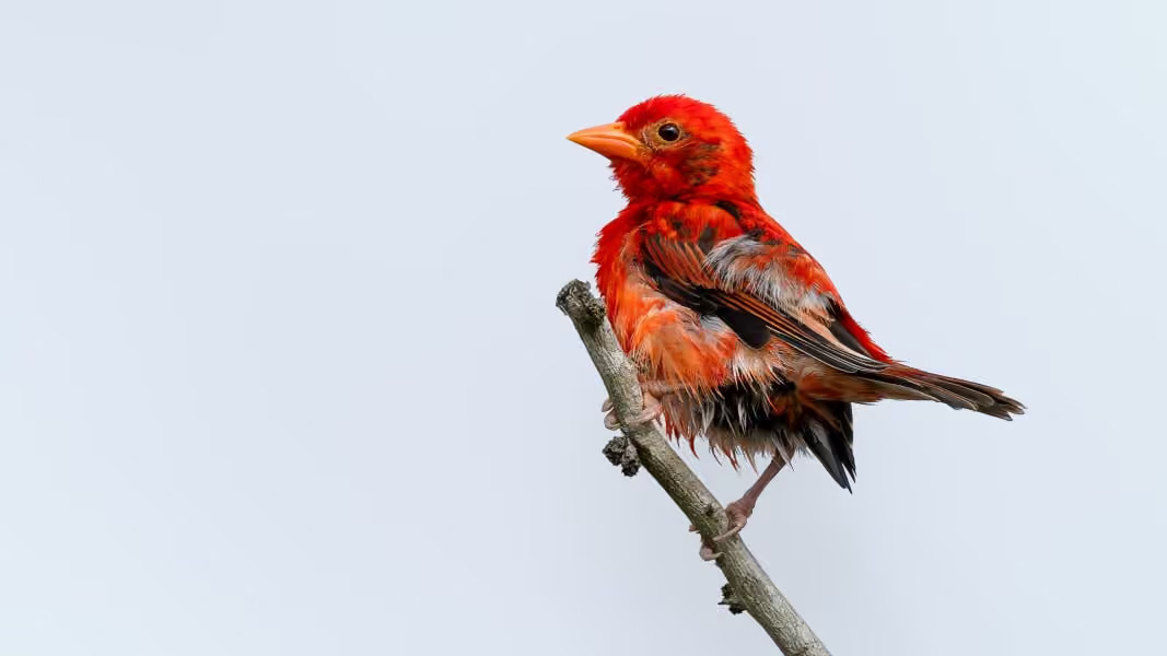 Red Weaver.